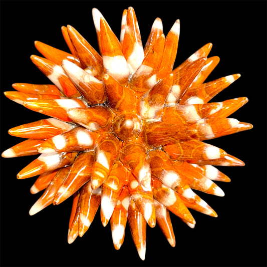 RICCIO PRIMA